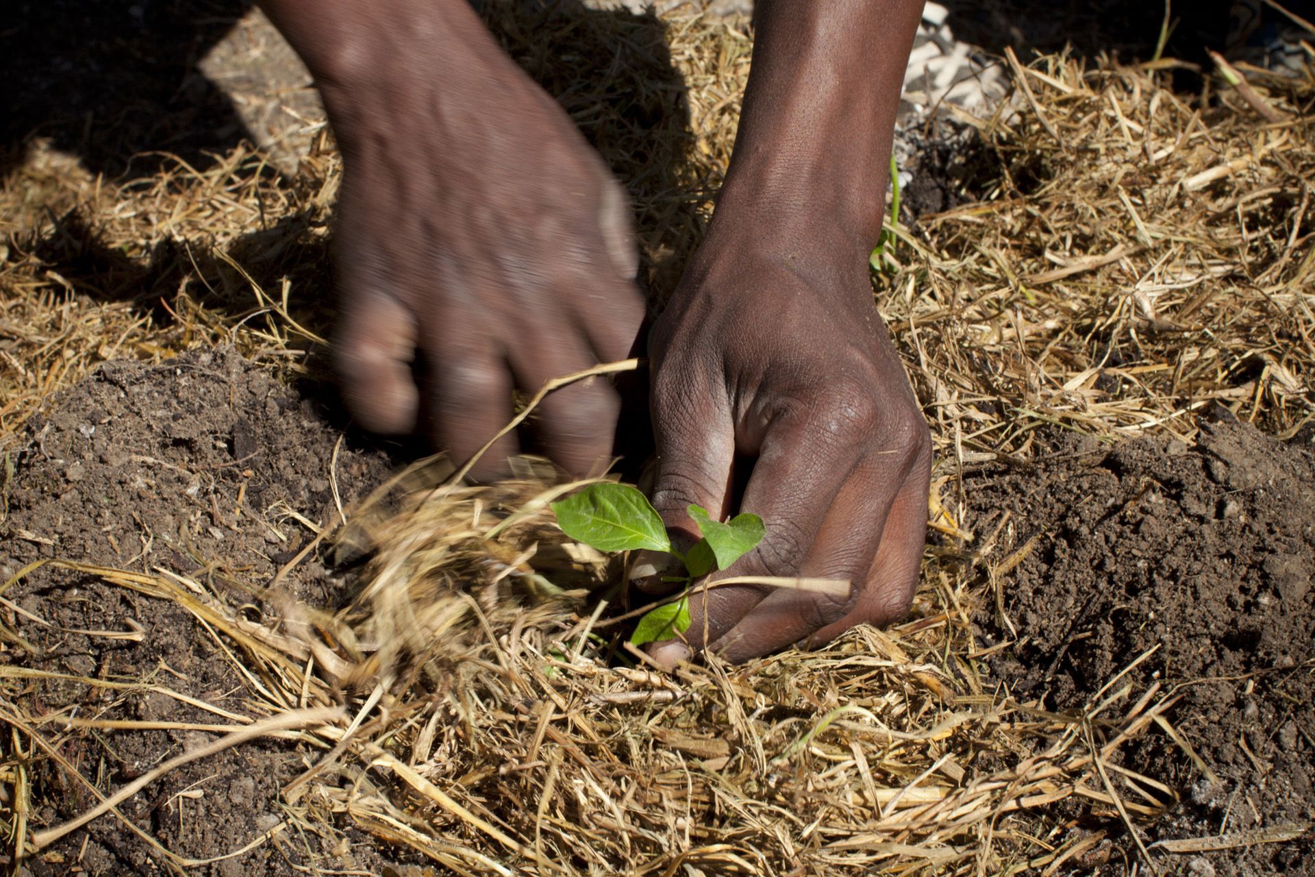 people of love community gardens 01 8e461d7a